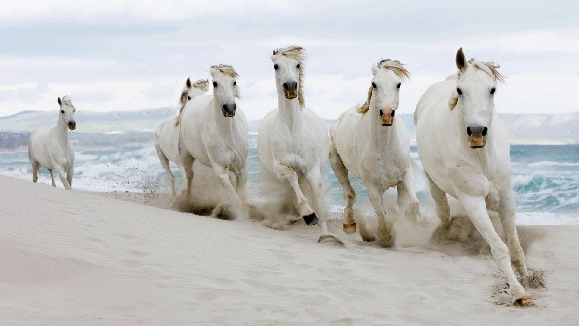 Beautiful white horses running in the sand of the beach