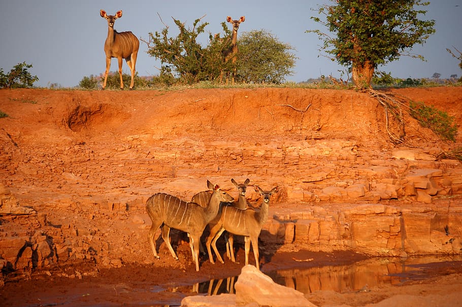 HD Wallpaper Botswana Tuli Wilderness Sunset Wildlife Kudu