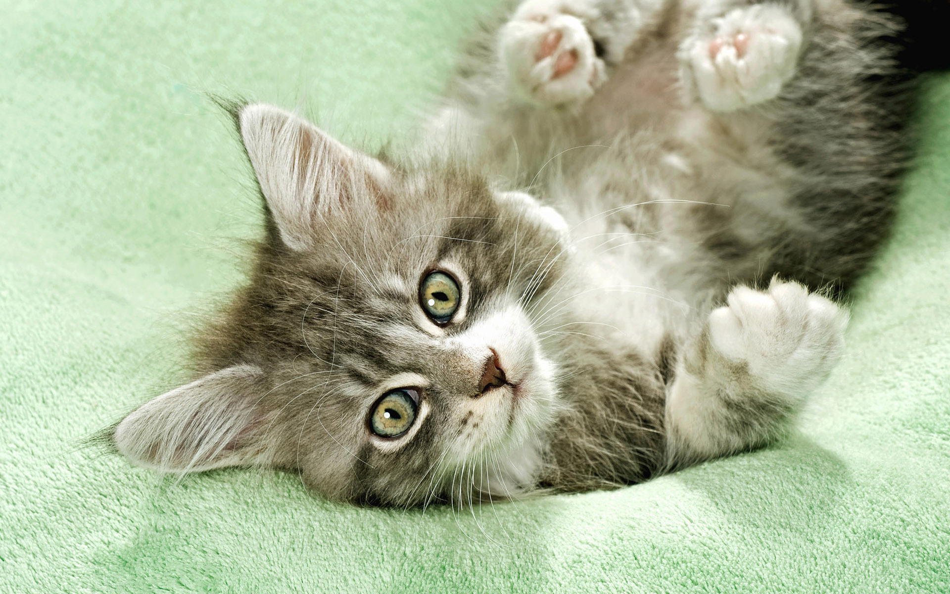 Cute Kitten Widescreen Wallpaper