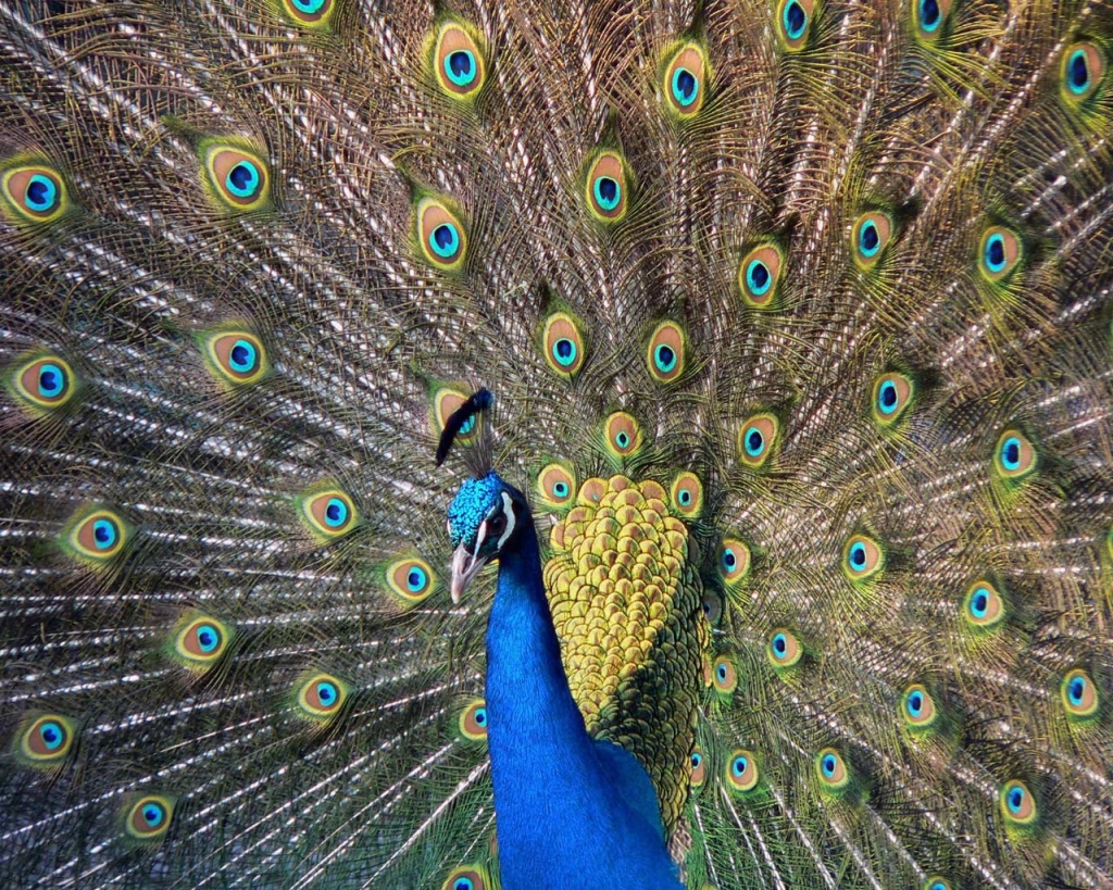 Beautiful Peacock Desktop Pc And Mac Wallpaper