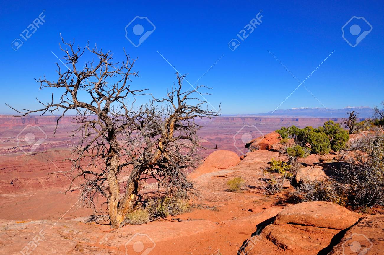 Dead Tree With Canyonlands In Background Seen From Horse