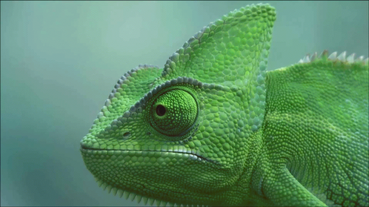 Veils Chameleons Animal Kingdom Bing Image