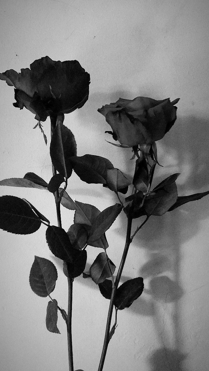 Two Roses Rose Bunga Mawar Indah Hitam Putih Poster