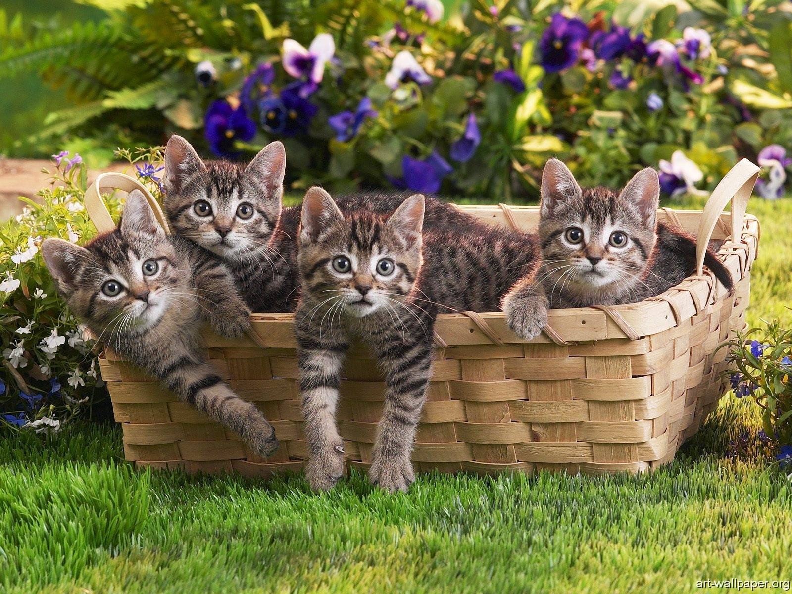 Kittens Home Pets Wallpaper