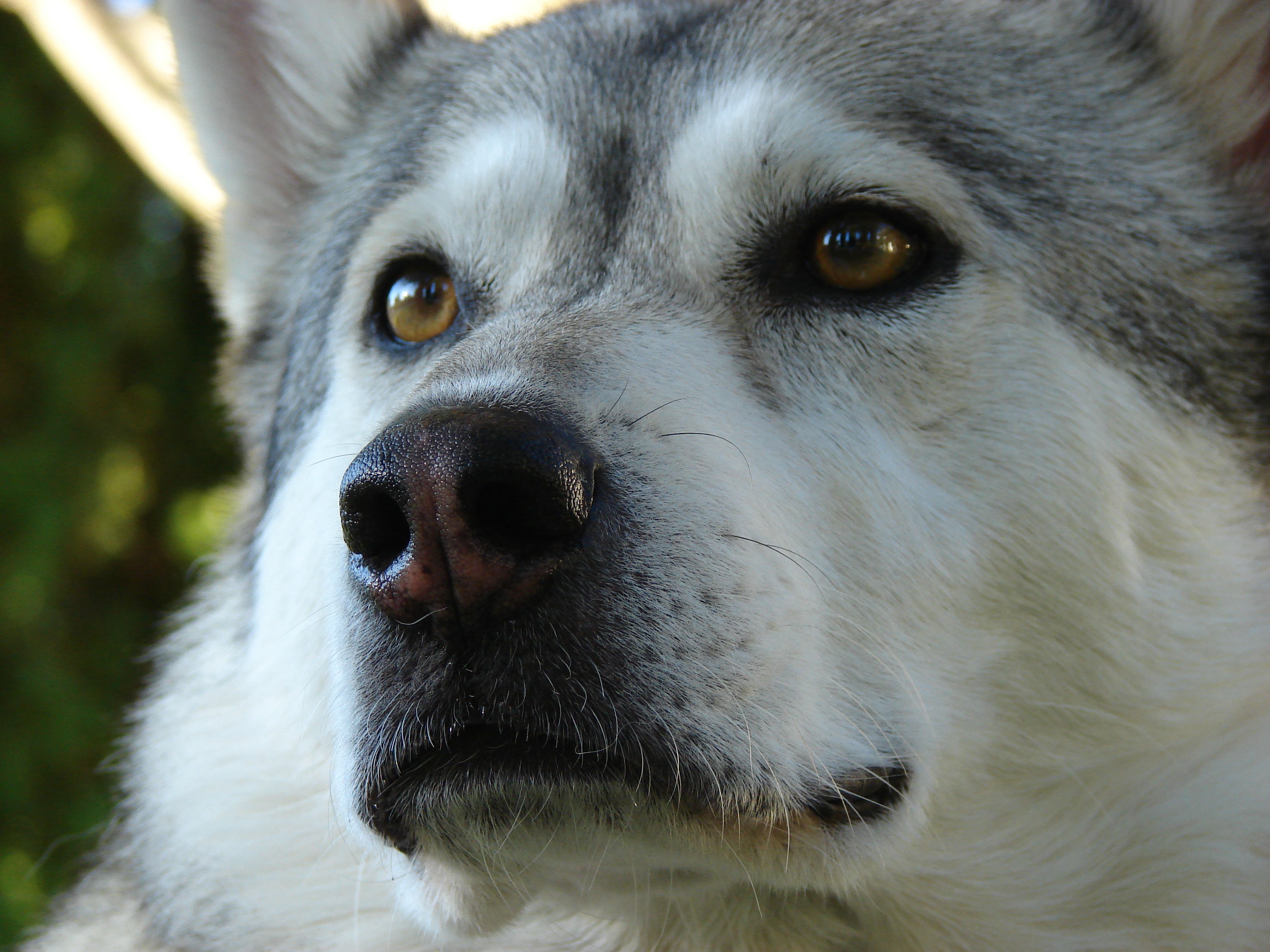 Alaskan Malamute Macro Photo And Wallpaper Beautiful