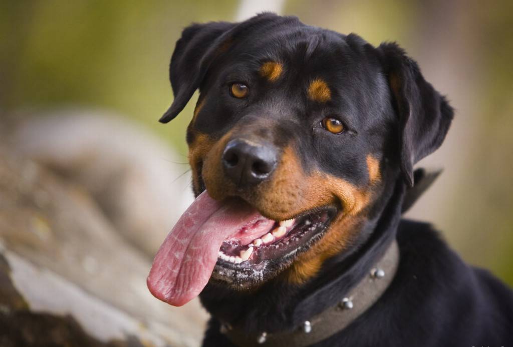 Image Funny Face Wallpaper Rottweiler Html