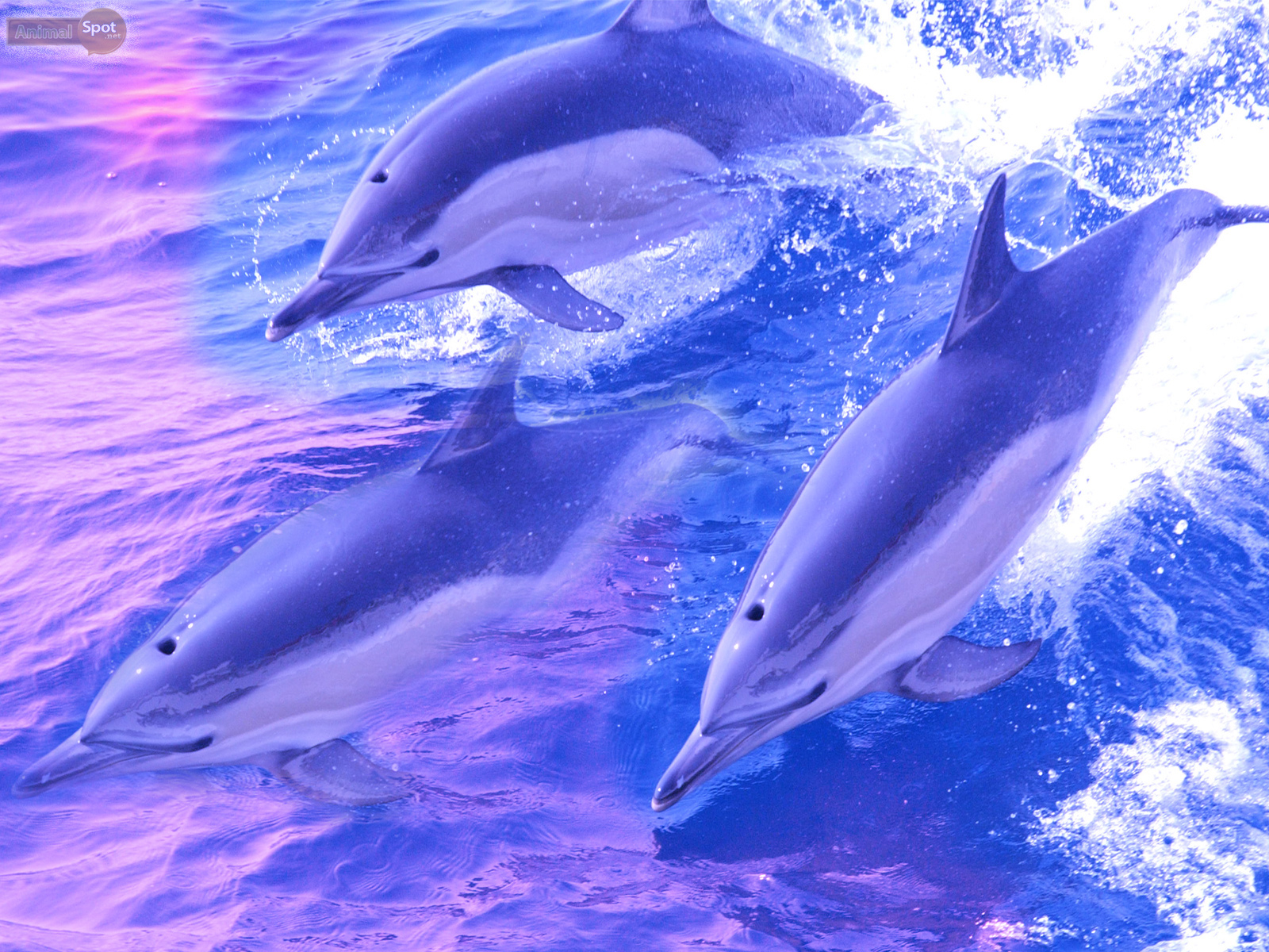 Dolphin Wallpaper Animal Spot