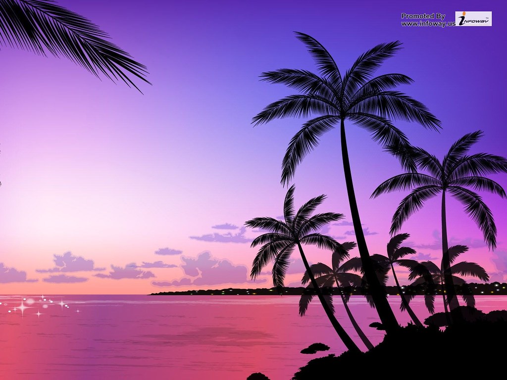 Sunset Palm Trees HD Wallpaper Wallpa