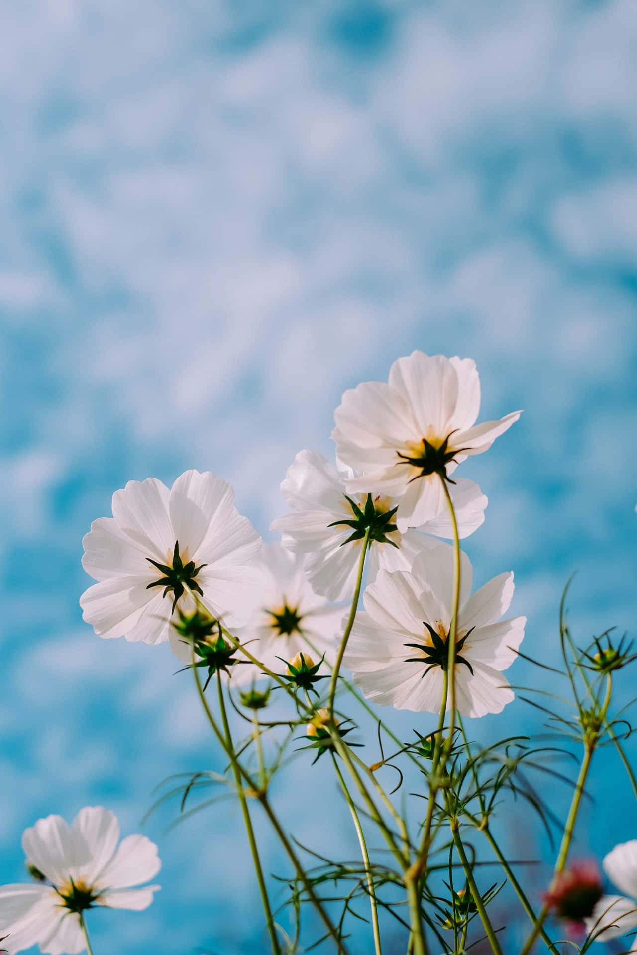 White Flowers In A Vase Wallpaper