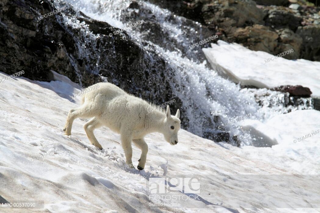 Mountain Goat Oreamnos Americanus Kid On Snowfield With Runoff