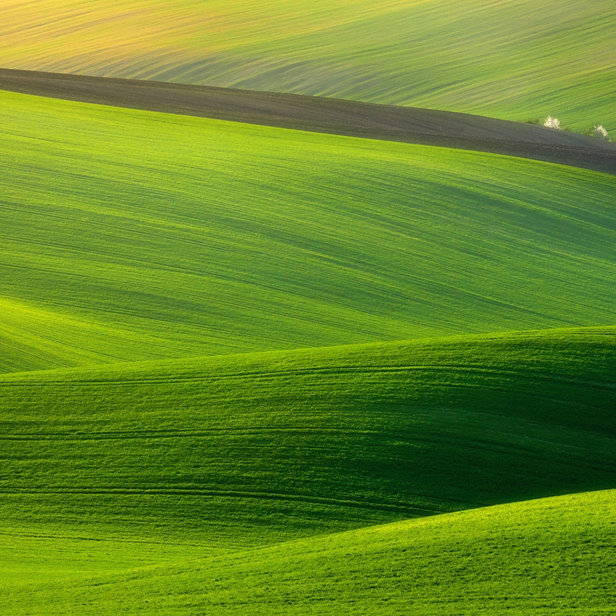 Green Grassland iPad Air Wallpaper