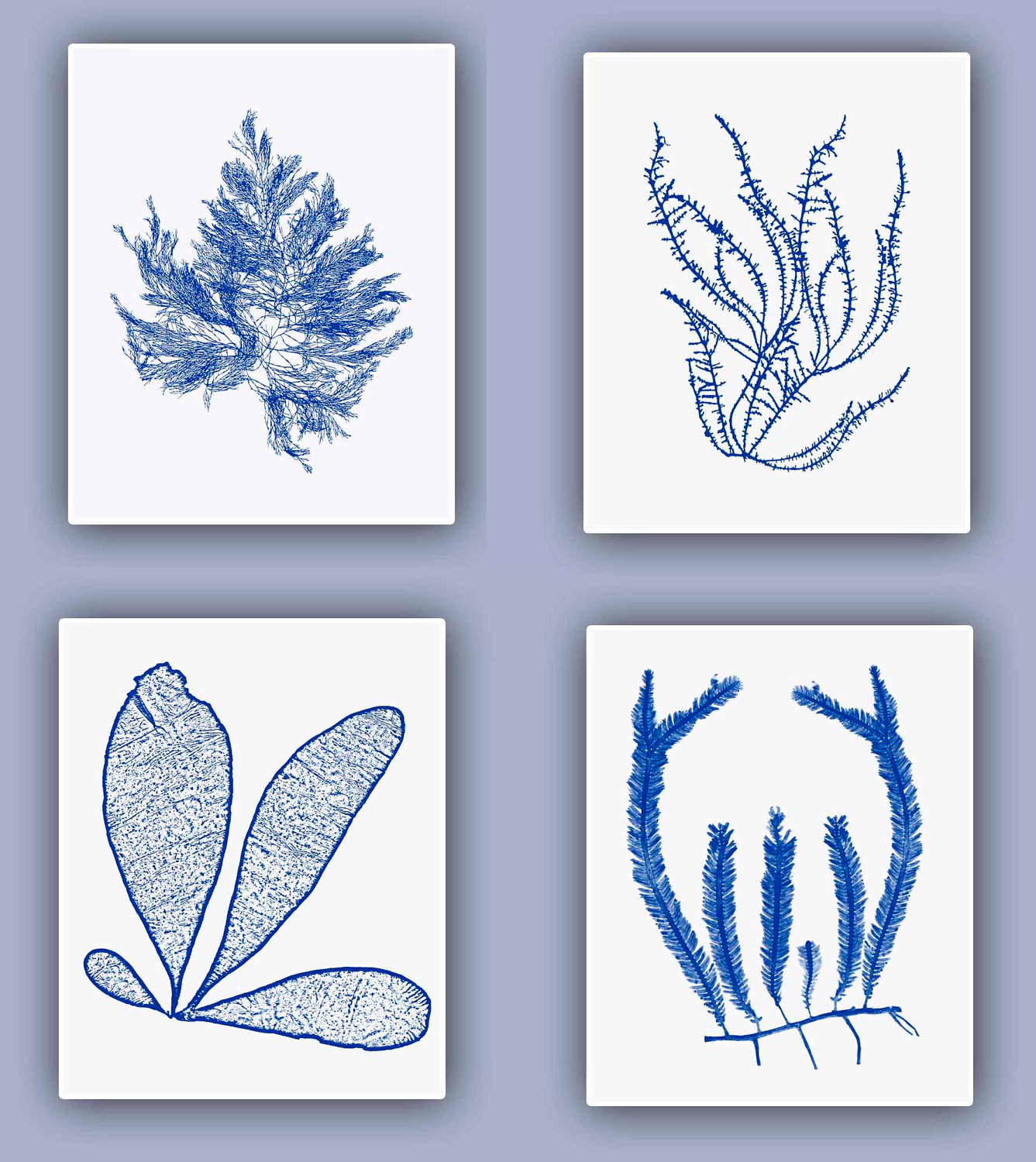 Seaweed Print in royal blue Set of 4 Sea Ocean Flowers Botanical