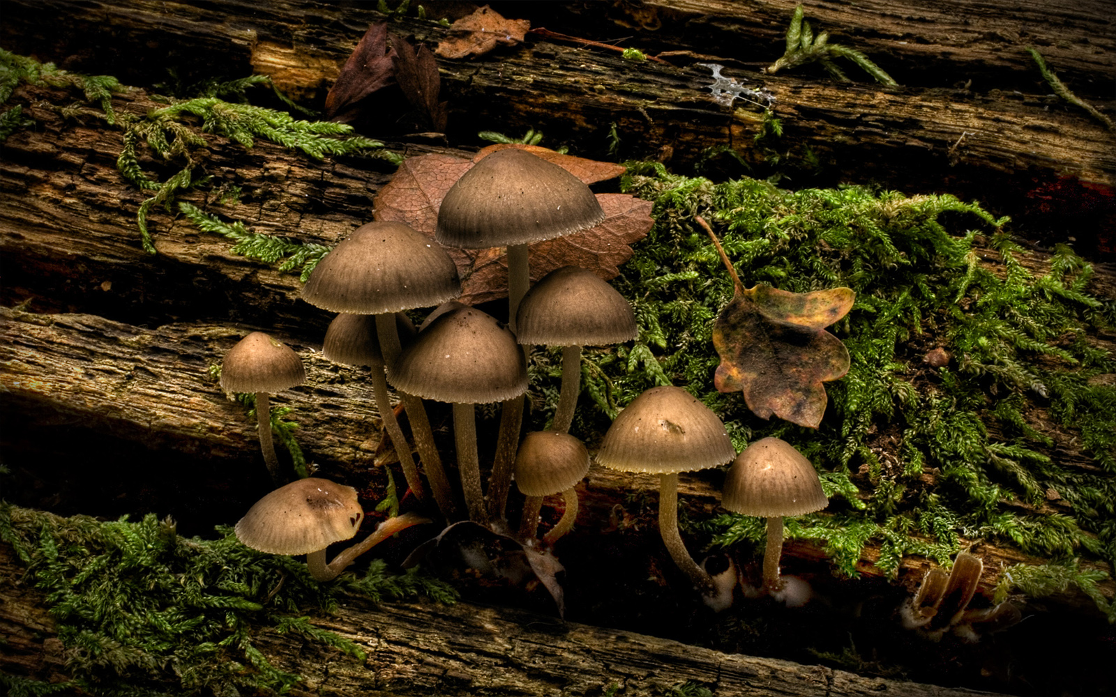 HD Mushroom Wallpaper Nature