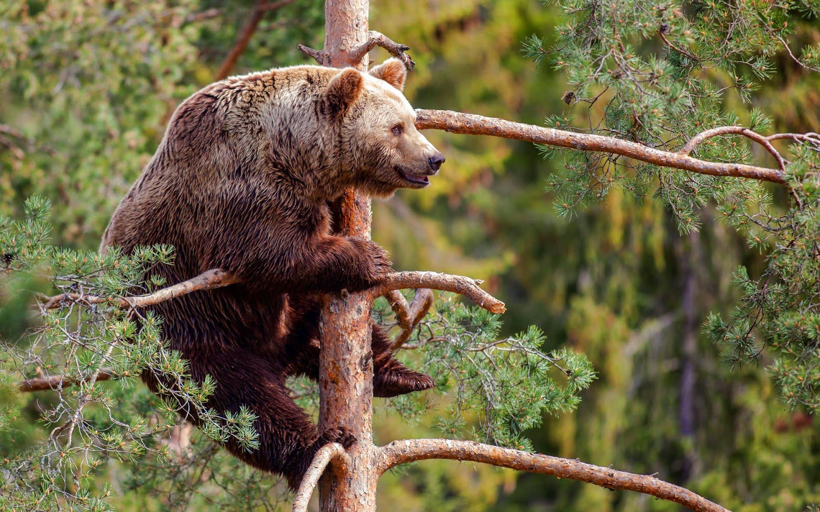 Big Brown Bear Climbing A Tree HD Animals Wallpaper