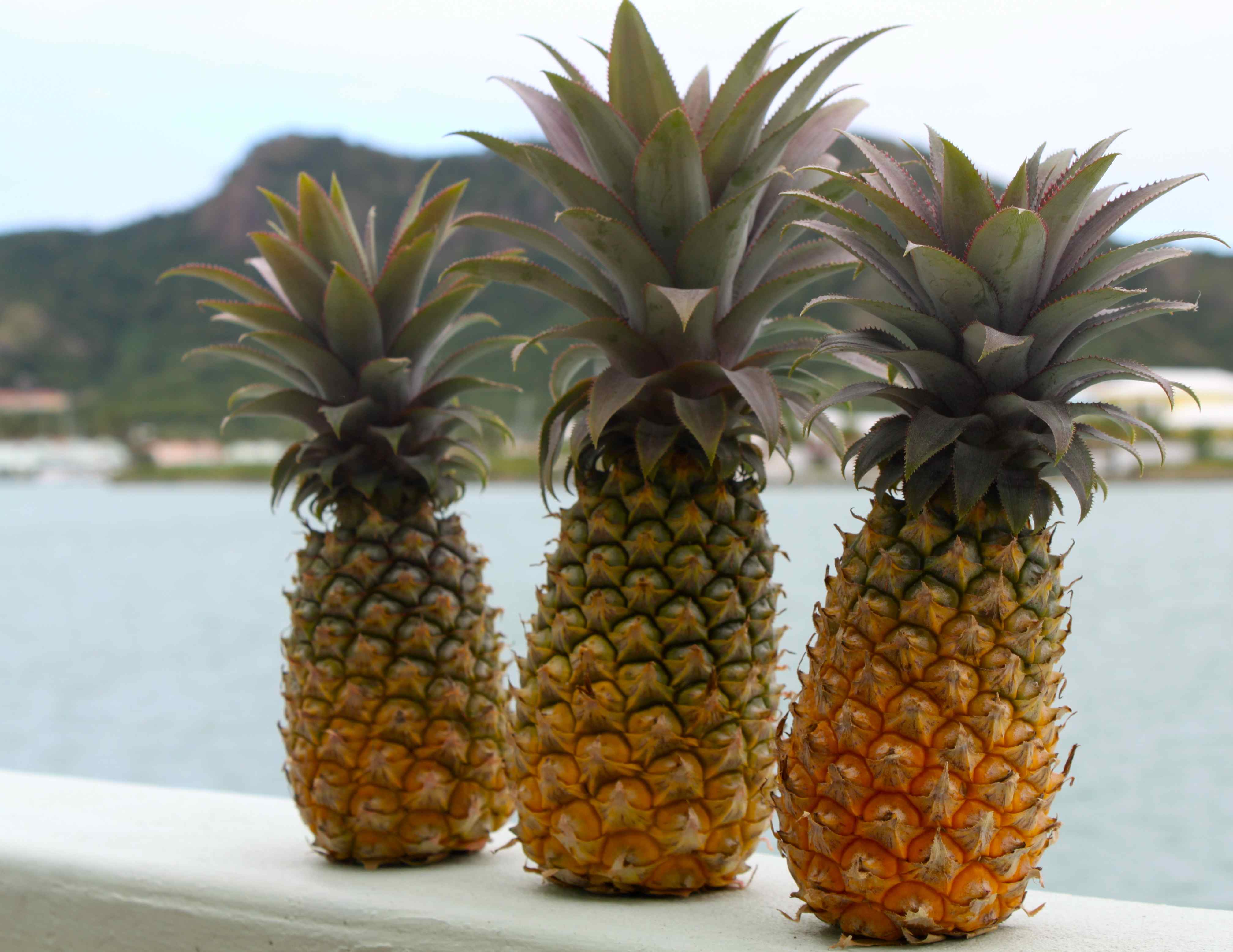 Provides Awesome Collection Of Pineapple Desktop Wallpaper