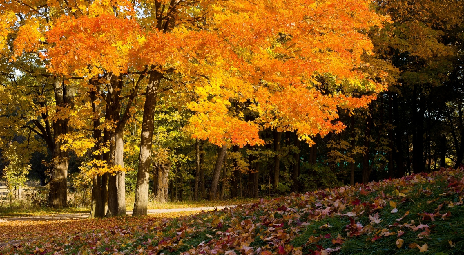Autumn Beautiful Forest Desktop Wallpaper Weird Walker
