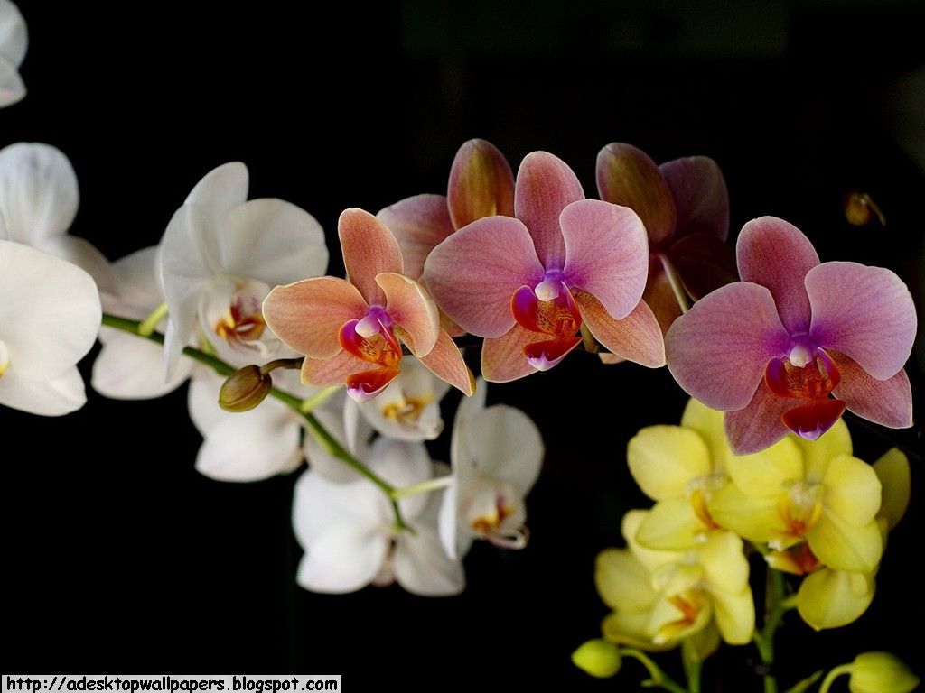 Orchid Flower Desktop Wallpaper Pc
