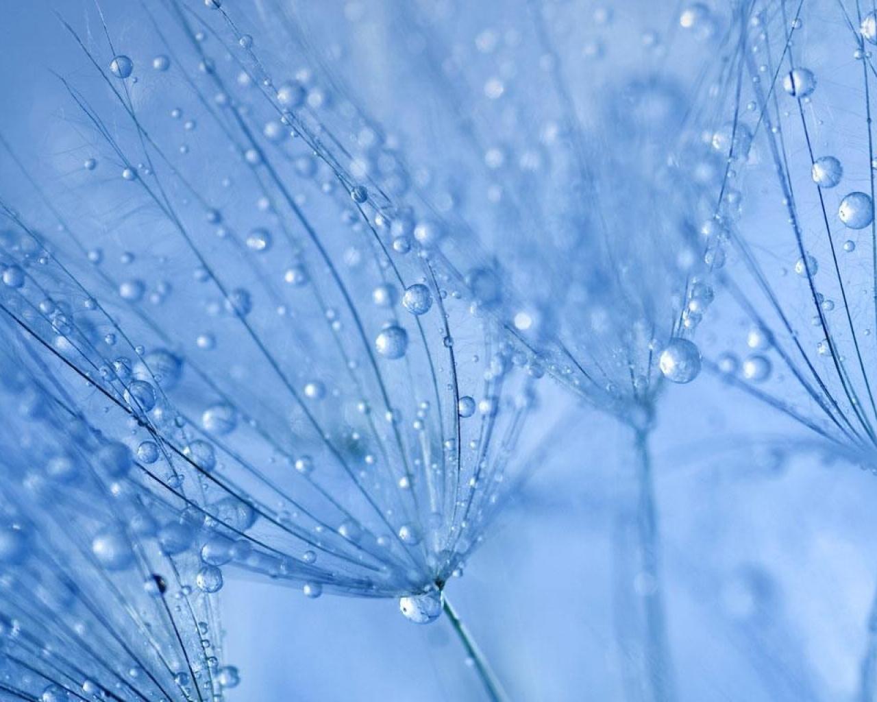 Nature Water Drops Macro Dew Bing Wallpaper