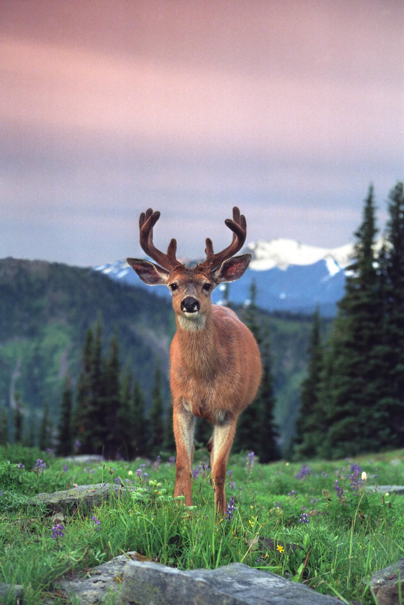 Blacktail Deer HD Wallpaper Animals Wildlife And