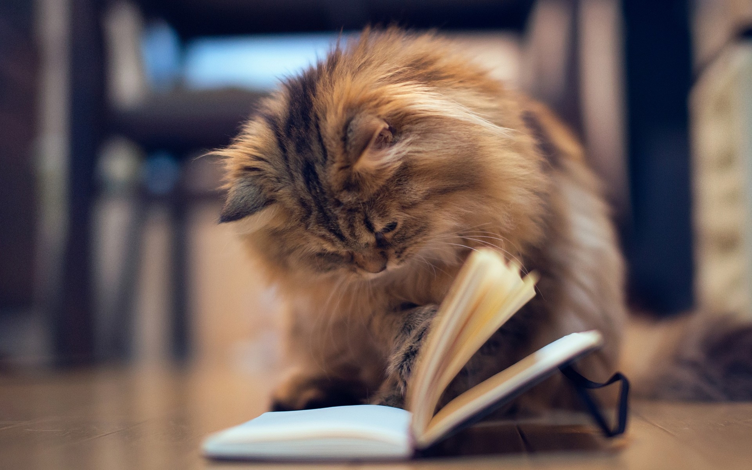Cats Animals Reading Books Kittens Wallpaper Art