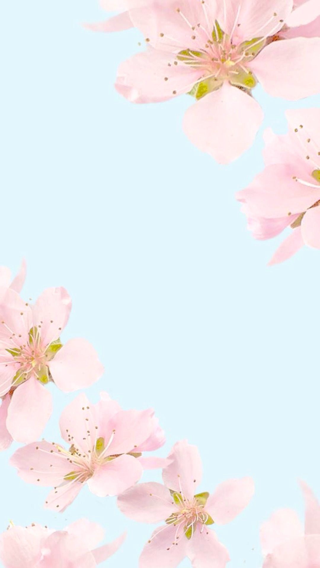 Soft Pink Flowers on Light Blue Background iPhone Wallpaper