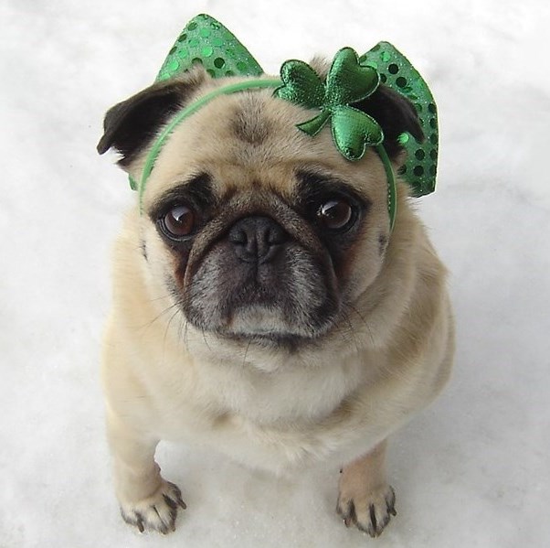 Pugs Image Cute Pug St Patrick S Day Wallpaper And Background Photos