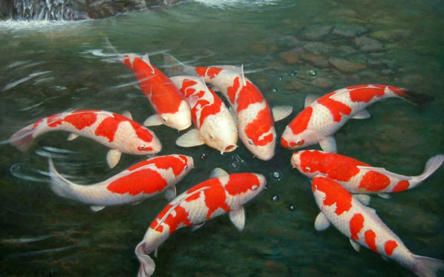 Fish Live Wallpaper For Pc Other Resolution Koi