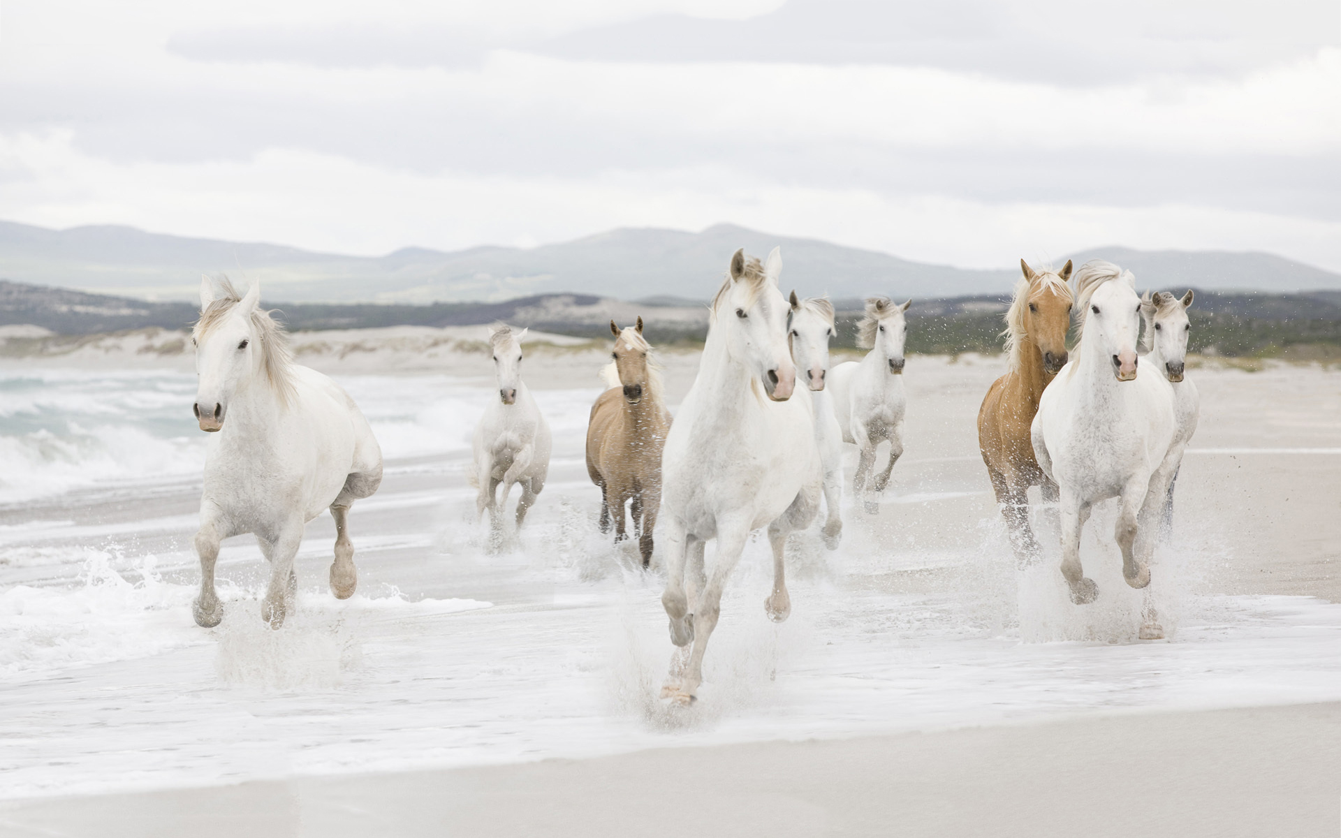 Horses Running On The Beach HD Wallpaper Background Images