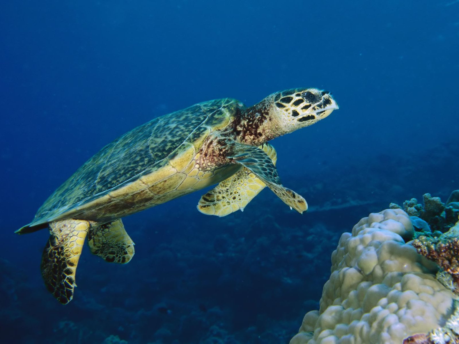 Green Sea Turtle Wallpaper Underwater