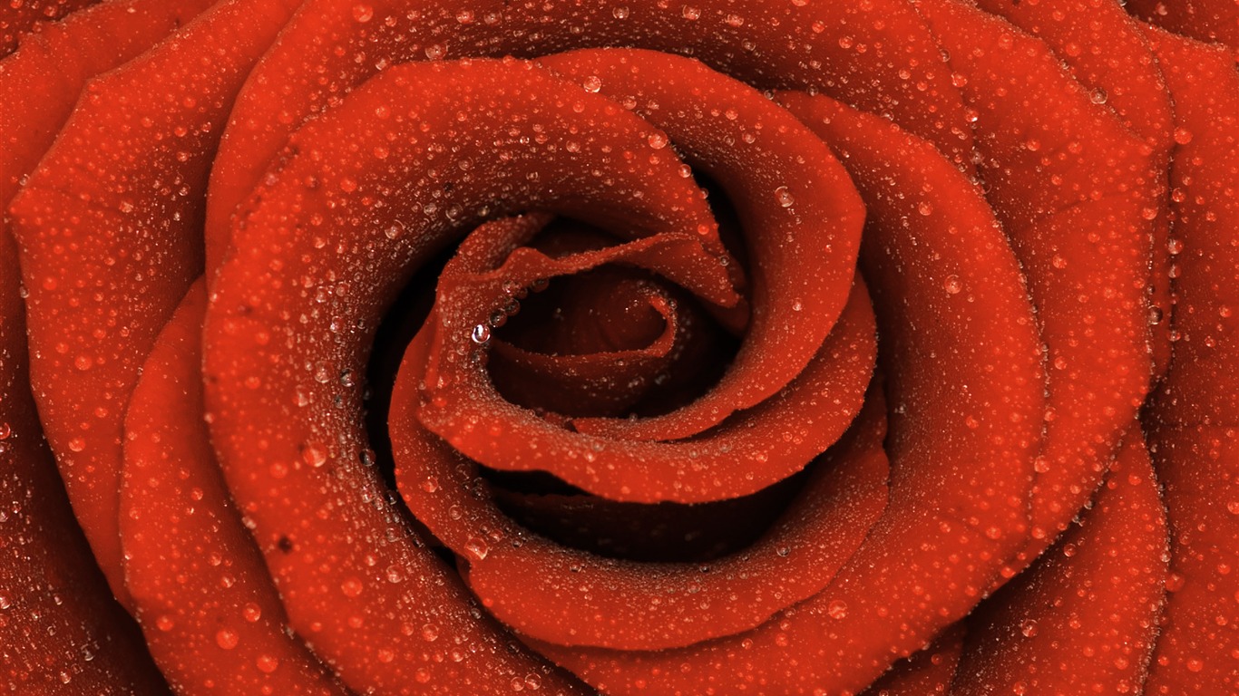 Large Rose Wallpaper Foto