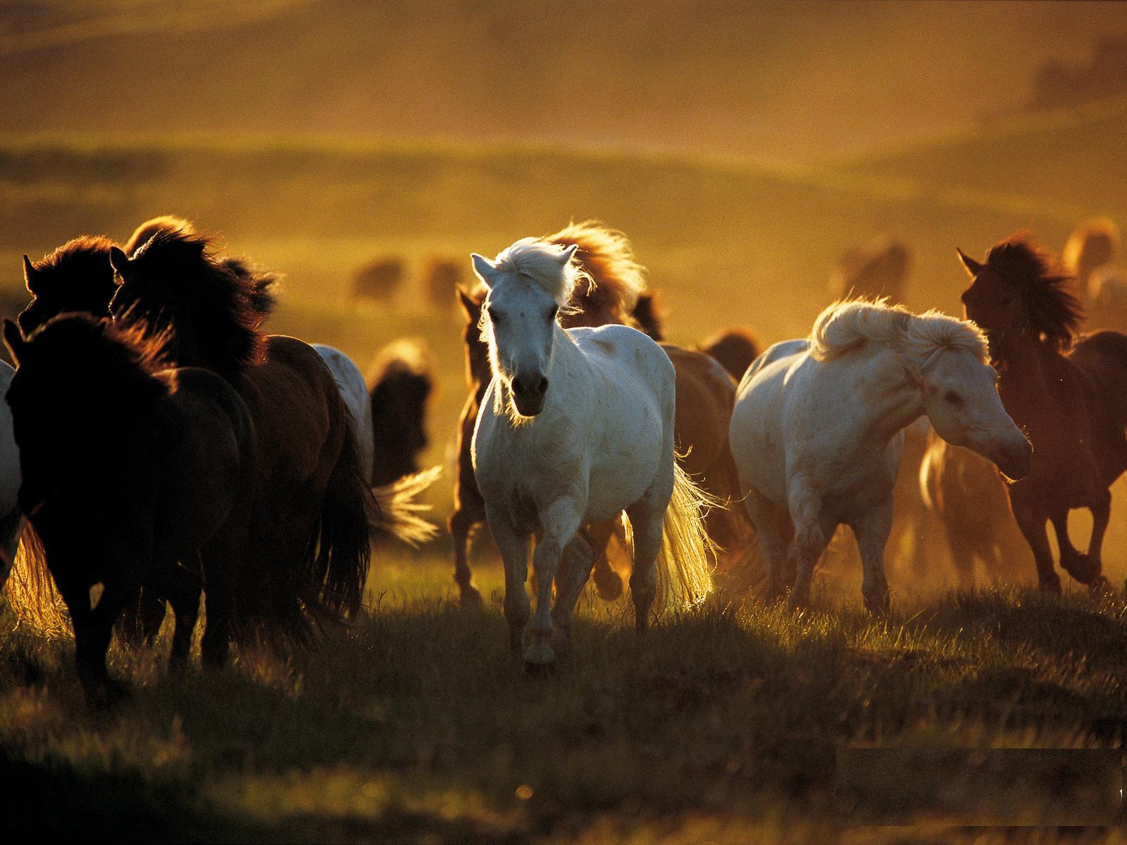 Free download Beautiful Wallpapers wild horses wallpapers [1600x1200