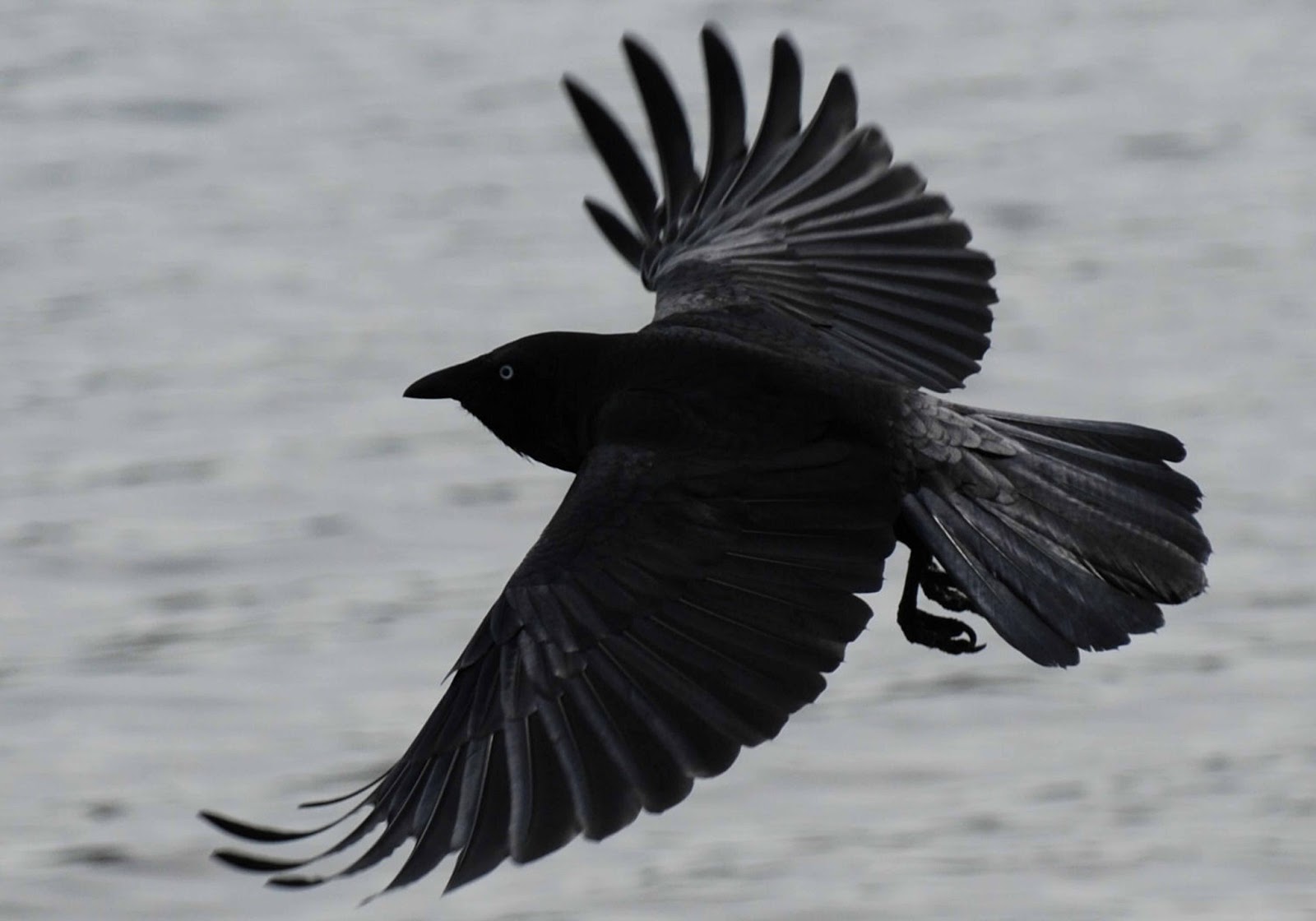 HD Wallpaper Pics Crow