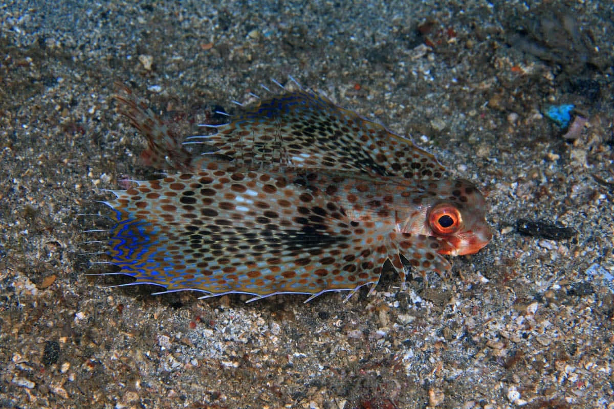 Spotted Flying Gurnard On Seabed Wallpaper