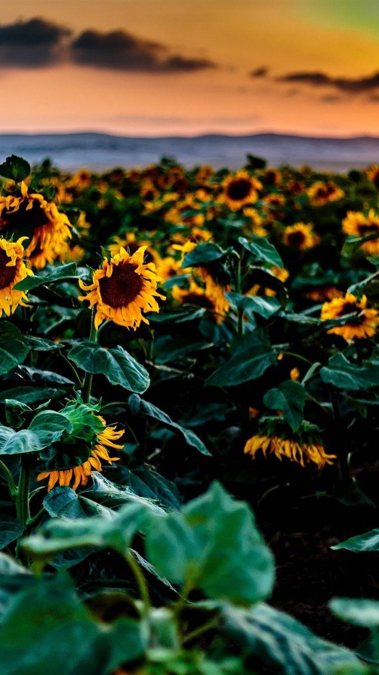 Sunflower Field Wallpaper