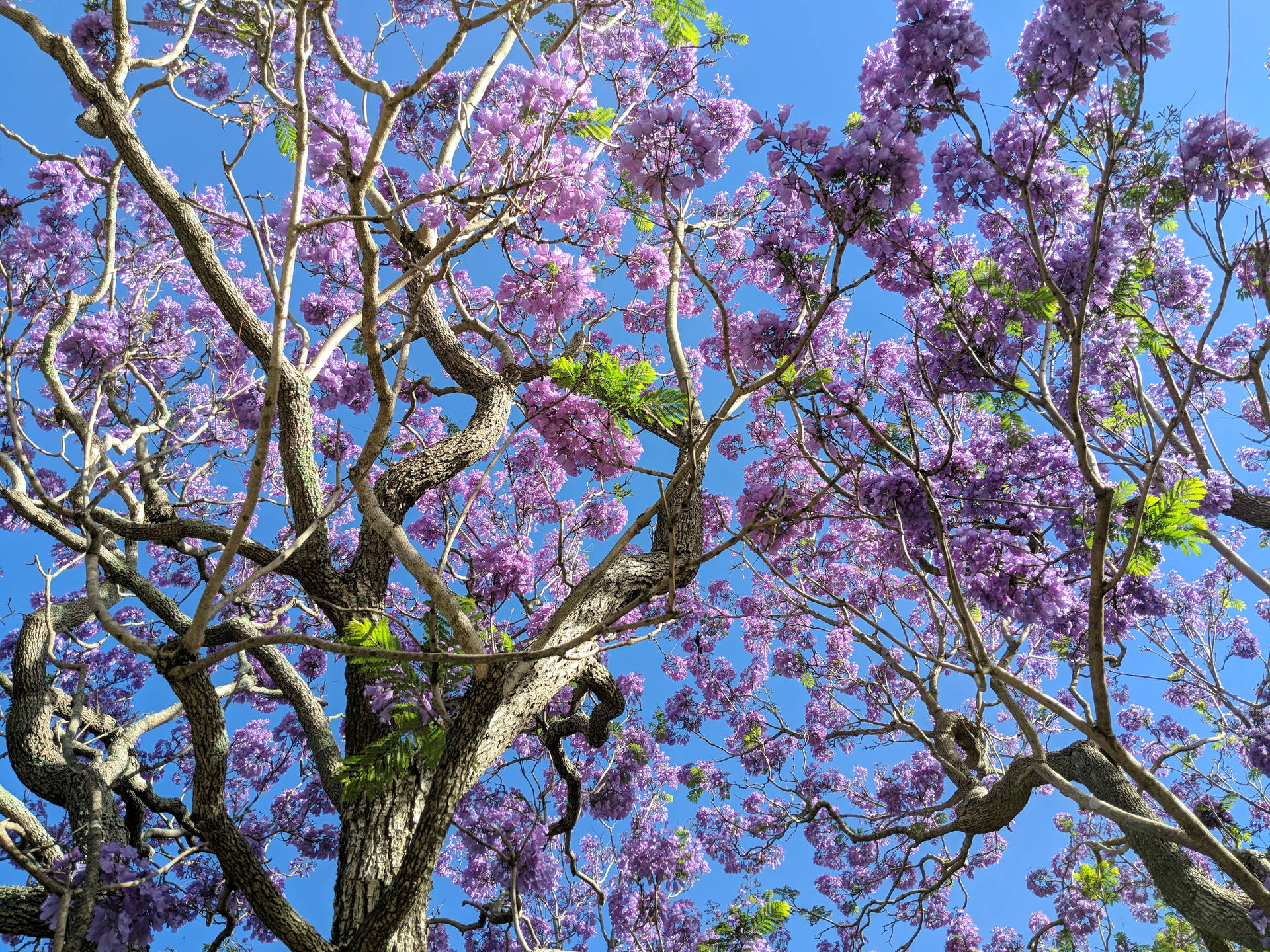 Top Purple Tree Wallpaper Full HD 4k To Use