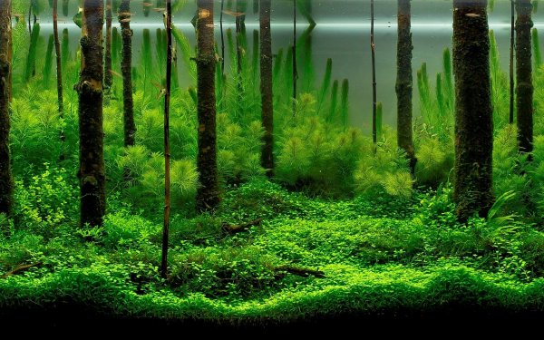 This Aquarium Background Looks Like Plants And Driftwood With Moss