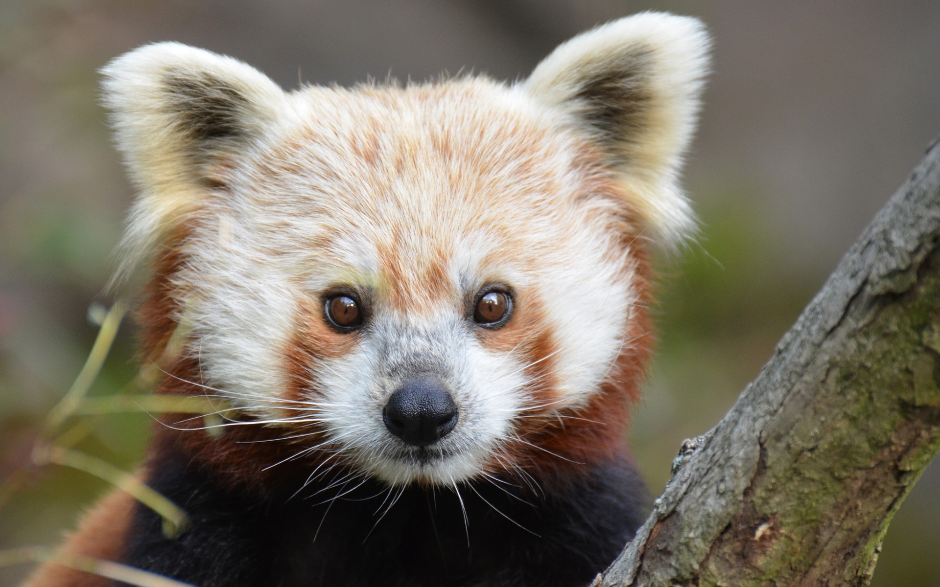 Red Panda Full HD Wallpaper And Background