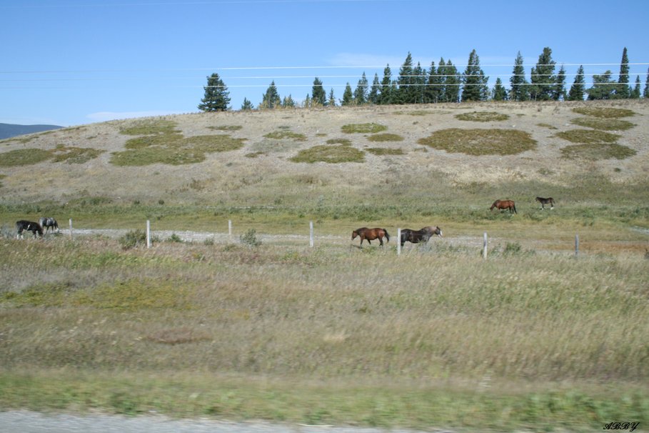 Calgary Horses Ranch Wallpaper