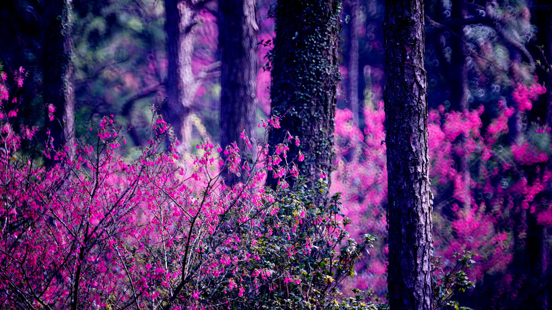 Purple Flower Bushes Nature Tree HD Wallpaper