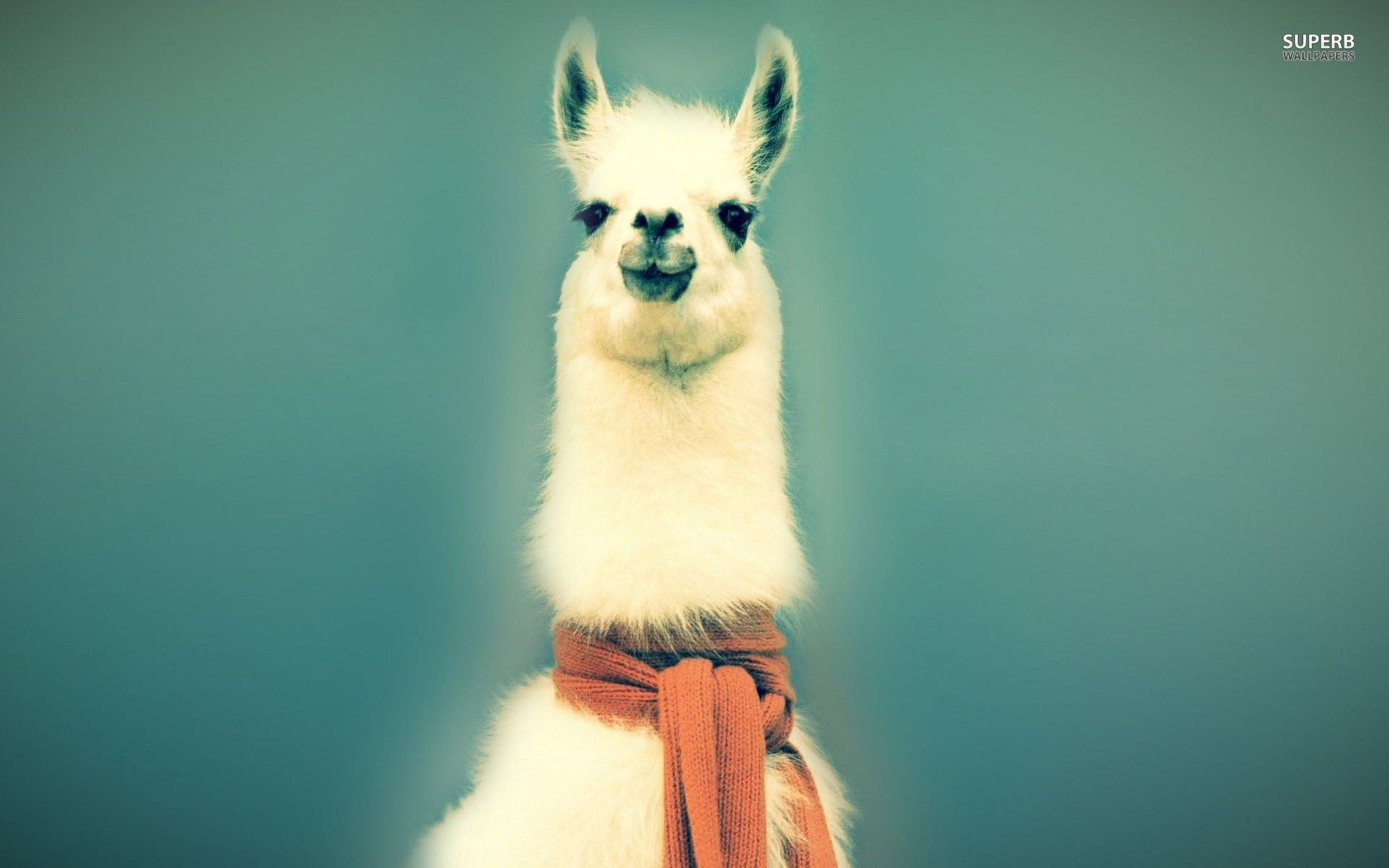 Lama Wallpaper Llama Mac