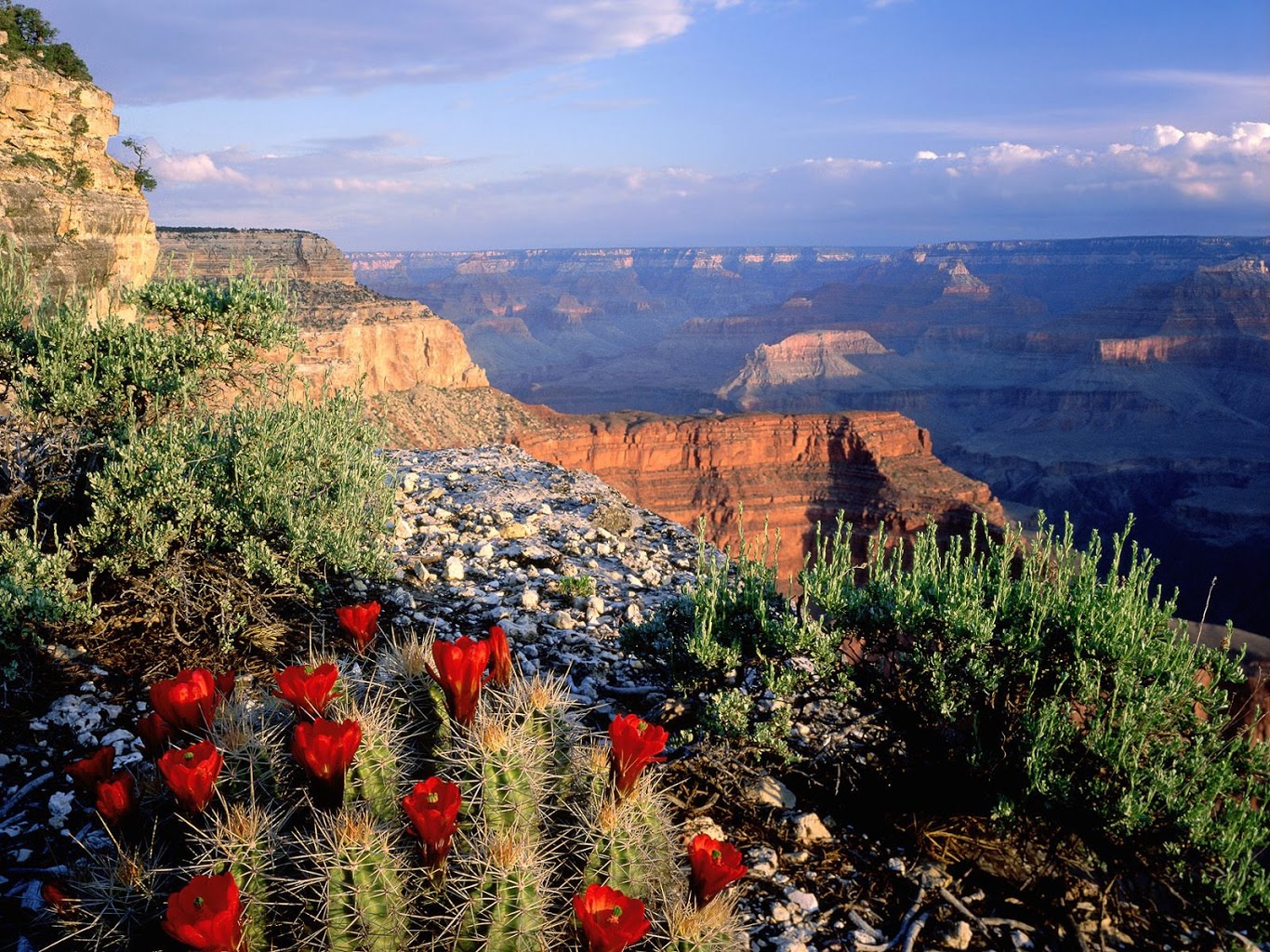 Grand Canyon Cactus Flowers Wallpaper