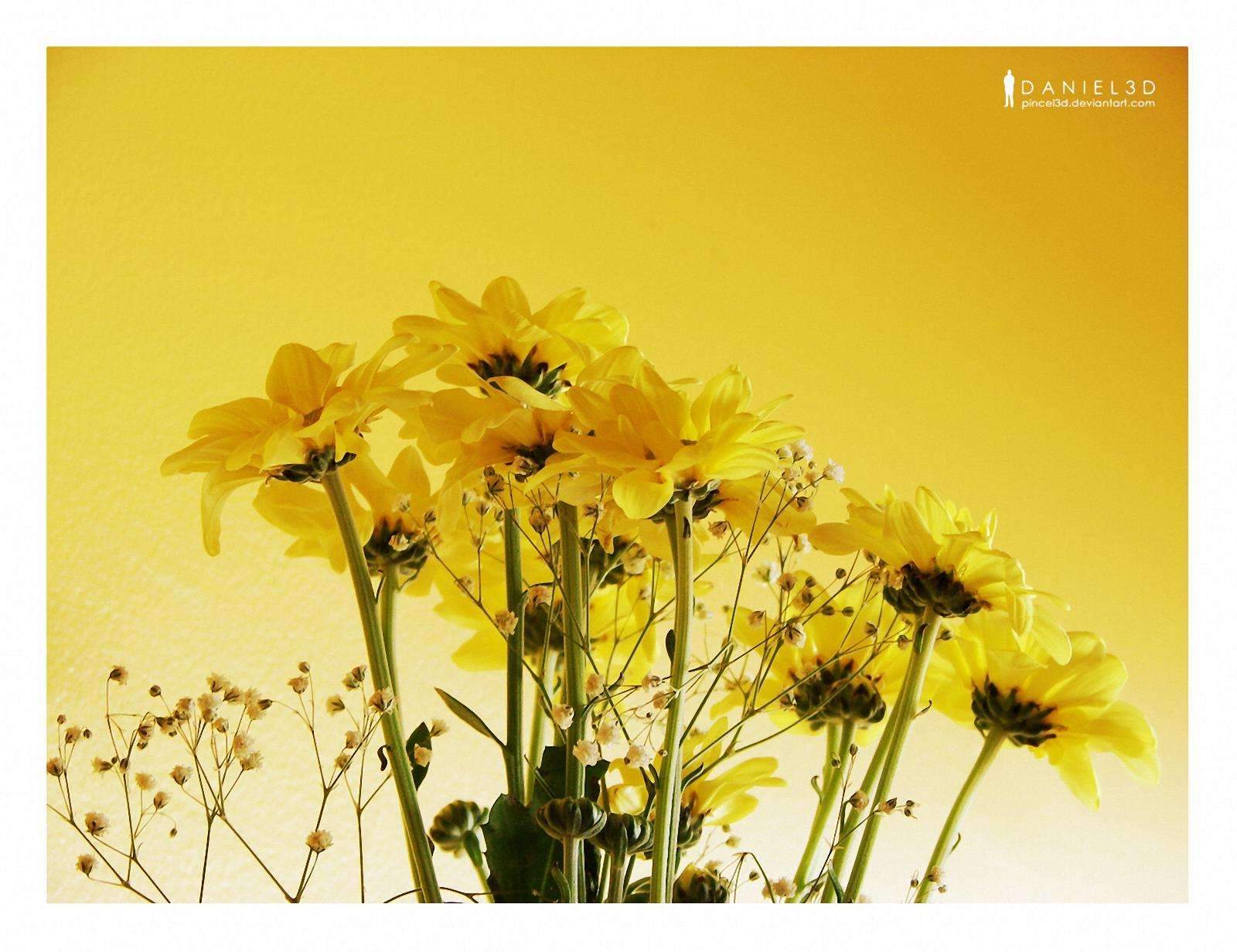 Wallpaper Pansies Modern Flower Yellow