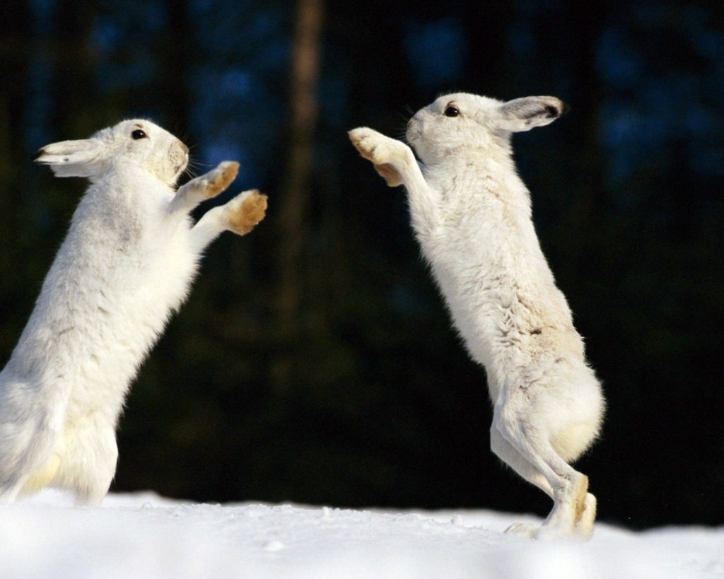 Boxing Arctic Hares Cute New HD Desktop Background Wallpaper