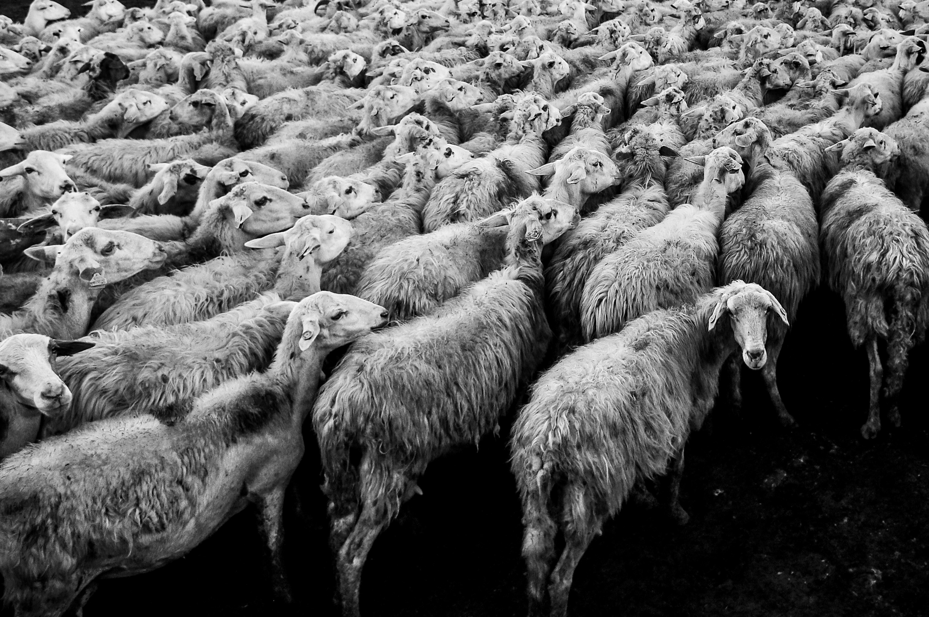 Wallpaper Id Big Flock Of Woolly Sheep Headed Towards