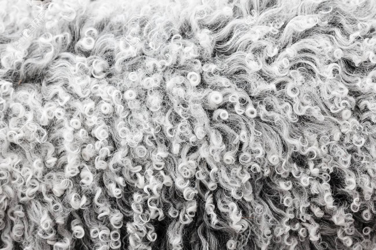 Sheep Wool Background Texture Fiber Material Animal Stock Photo