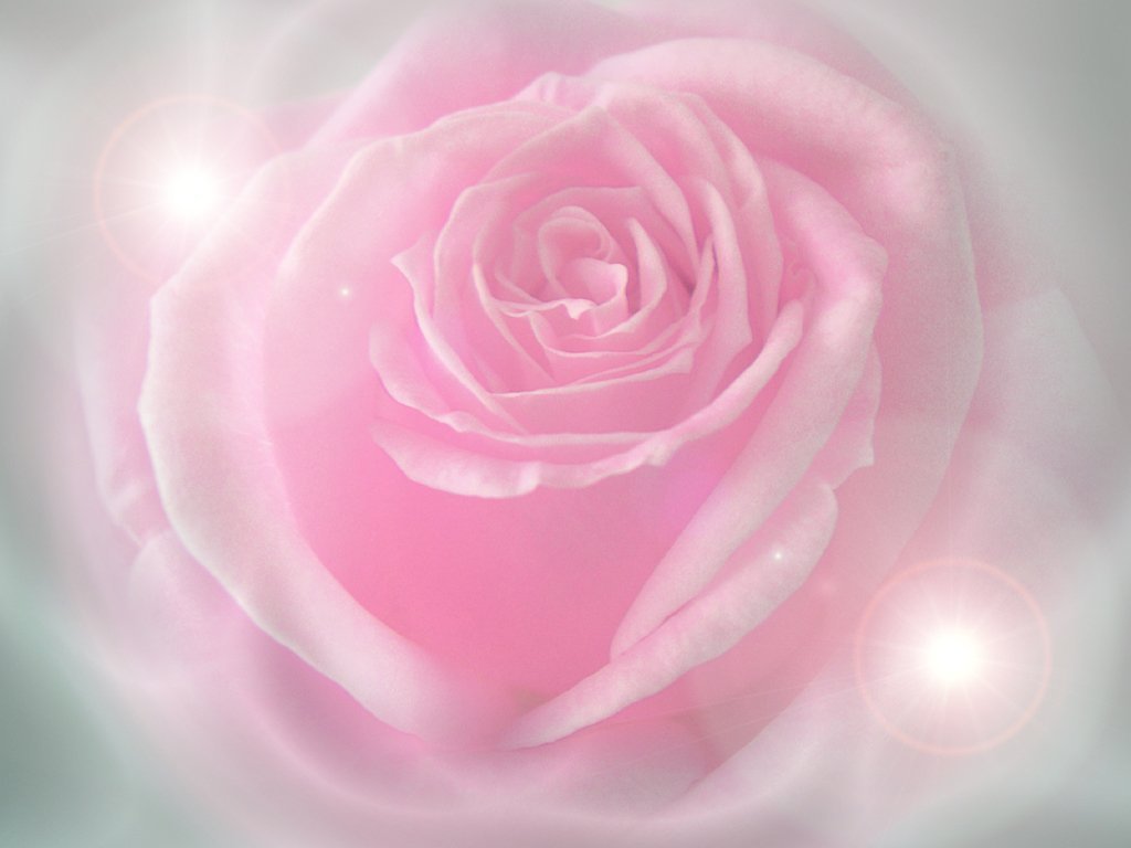 Pink Rose Wallpaper HD In Flowers Imageci