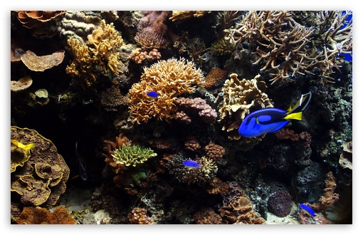 Aquarium Fish HD Wallpaper For Standard Fullscreen Uxga Xga