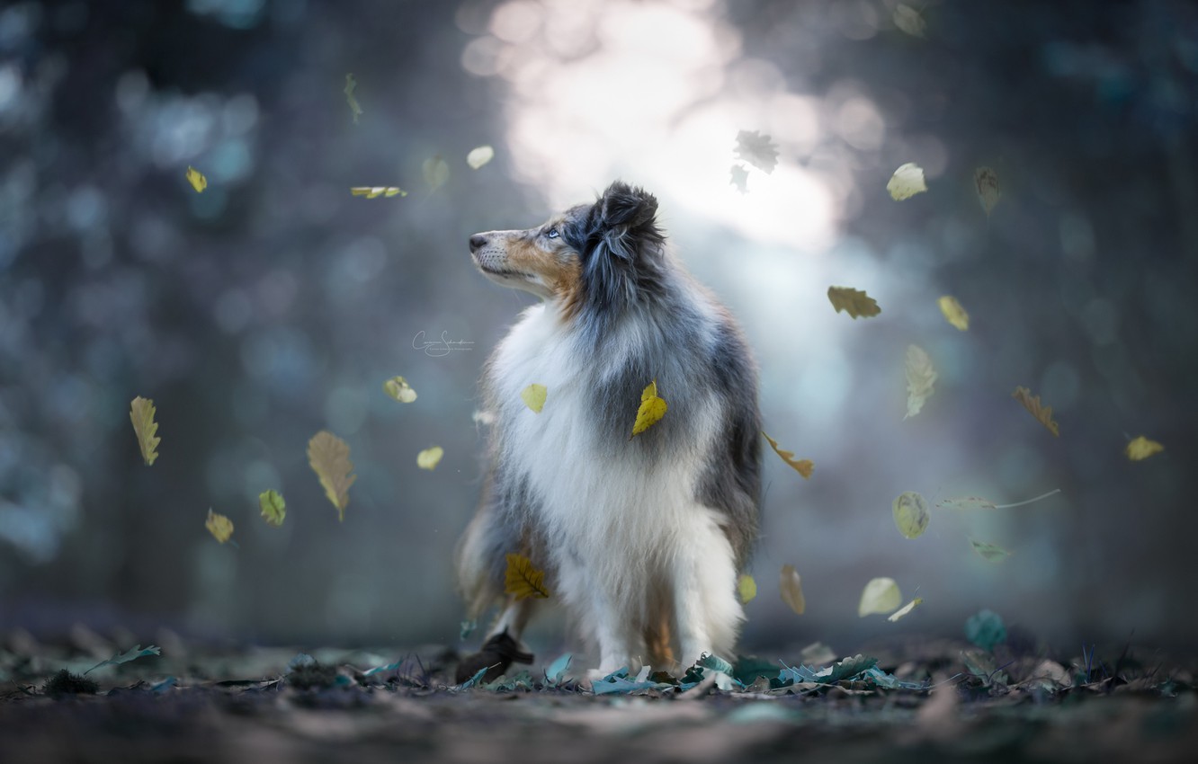 Wallpaper Autumn Leaves Dog Bokeh Sheltie Shetland Sheepdog