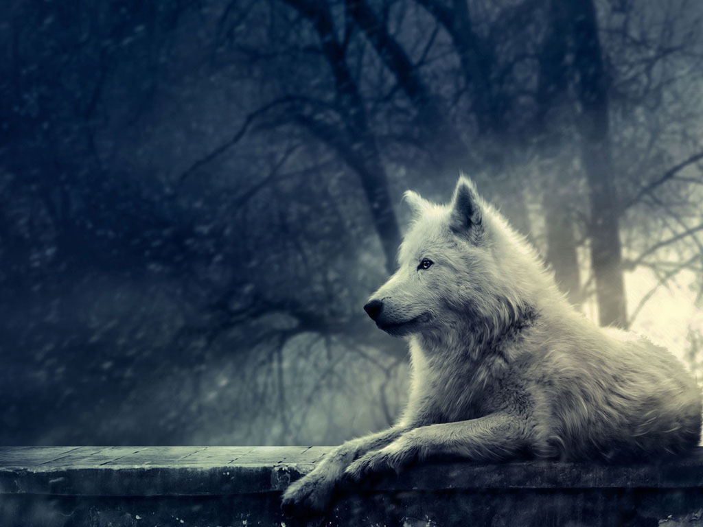 Wolf In Winter Wallpaper Background Photos Imageand Pictures