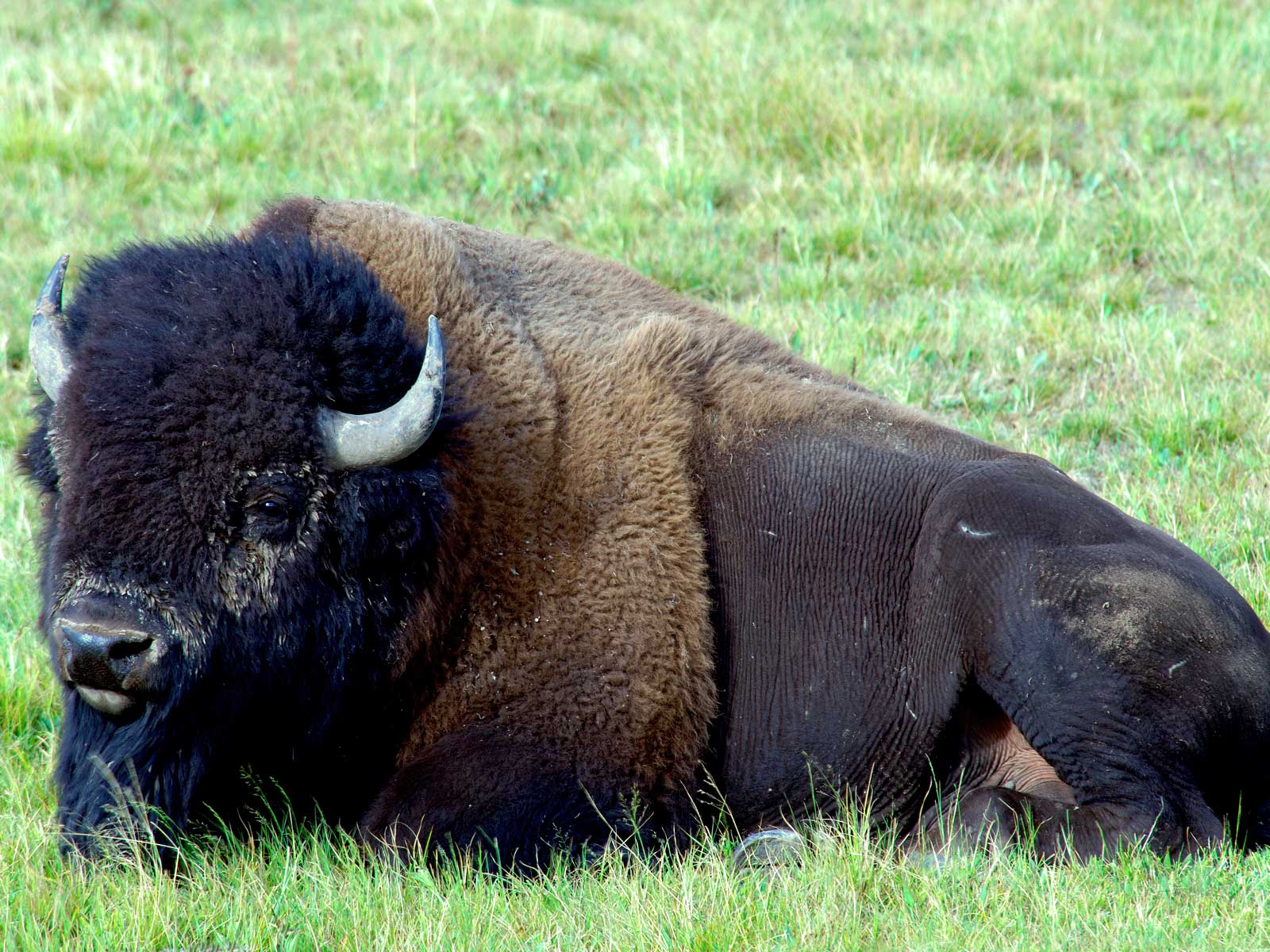 Desktop Background Animal Life All Animals Buffalo